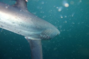 ColShark2013_AlopiasRelease1-MALPELO-DRDH-AUNAP